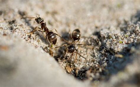 家中 突然出現很多 小 螞蟻